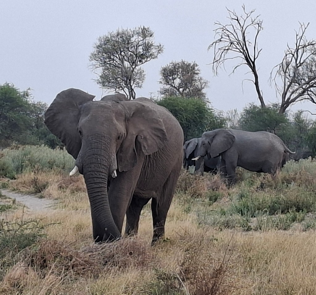 Botswana 1.2 – Maun to Mokhohelo(ish)