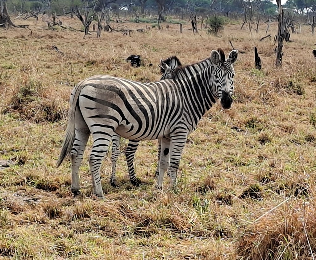 Botswana 1.3 – Mokhohelo / Kazakina Concession