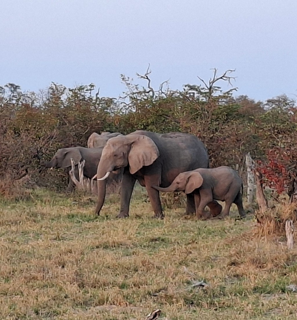 Botswana 1.5 – Kwai Concession (Part 1)