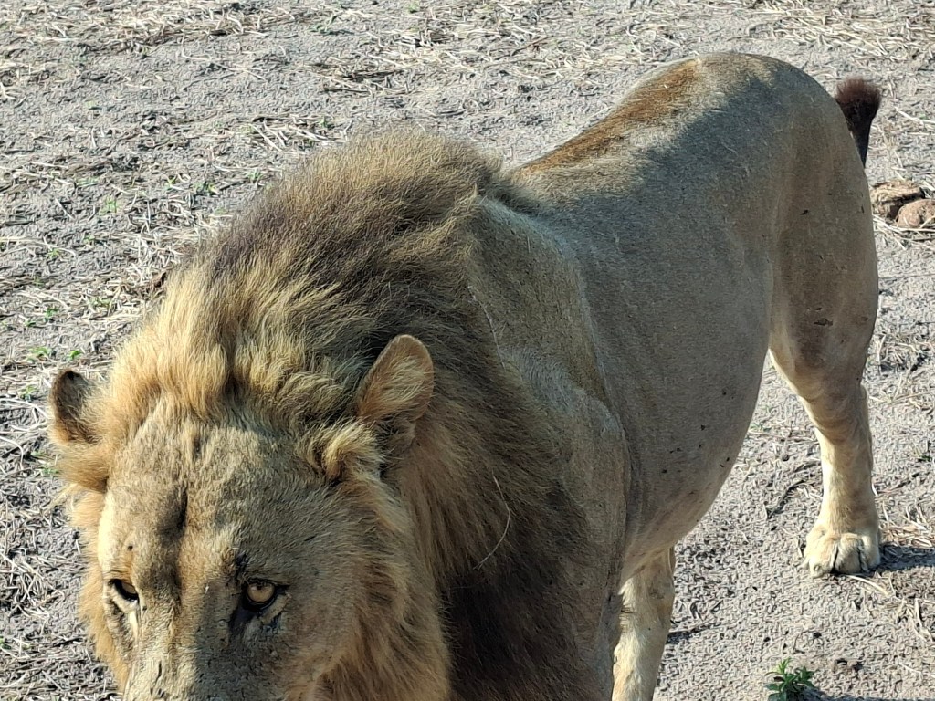 Botswana 1.6 – Kwai Concession (Part 2)