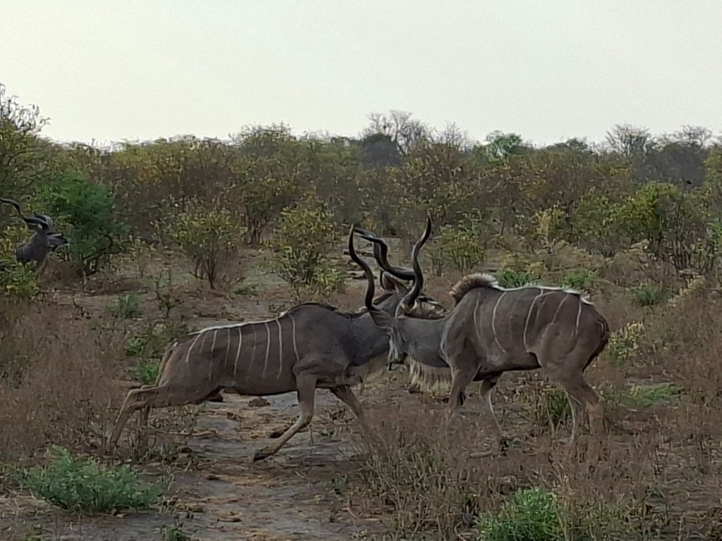 Botswana 1.8 – Savuti (Part&nbsp;1)