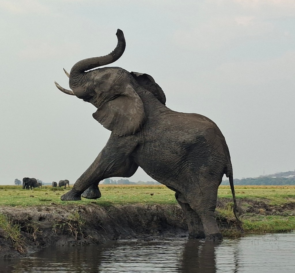 Botswana 1.11 – Chobe&nbsp;Riverfront