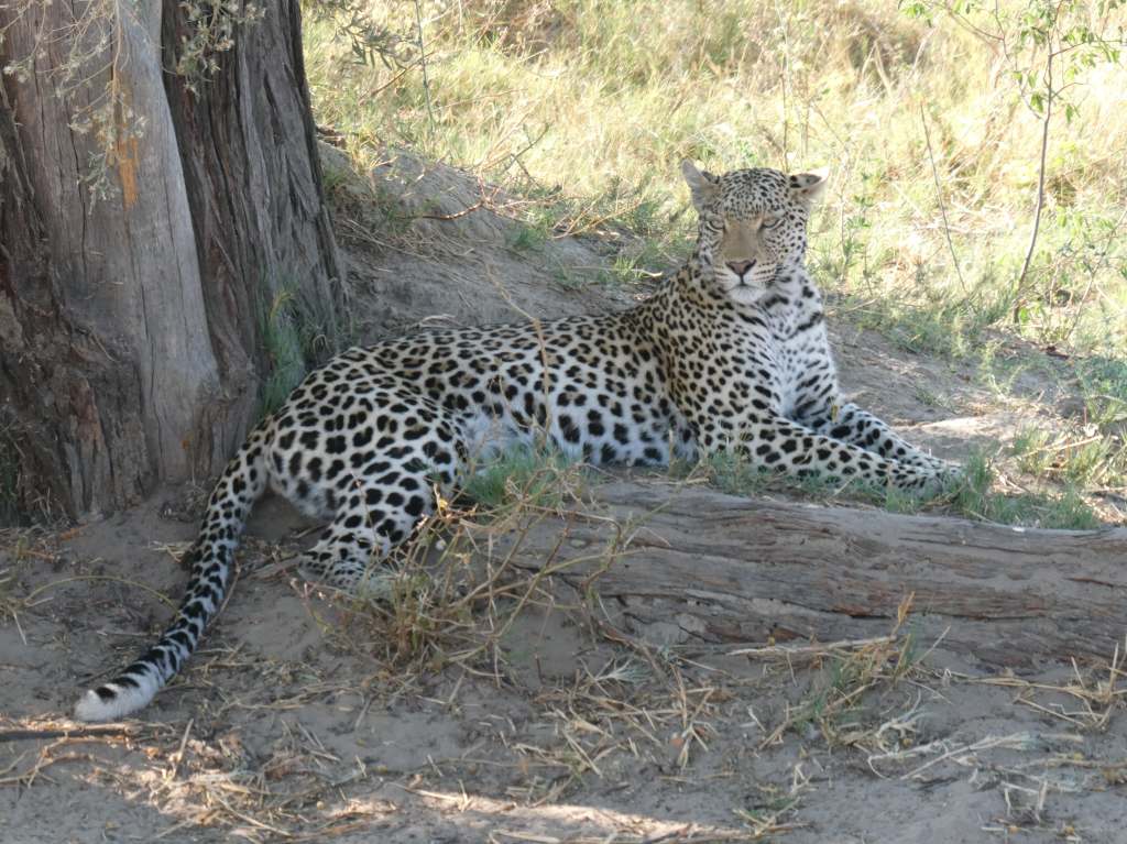 Botswana 1.9  Savuti (Part&nbsp;2)