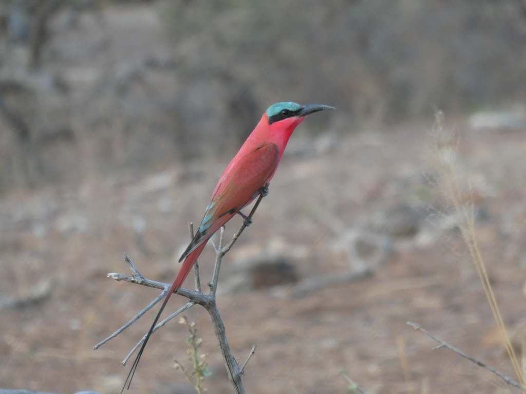 Botswana 1.10 – Savuti to Chobe&nbsp;Riverfront